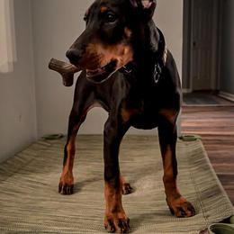Doberman Pinscher Puppies from JODY'S DOBiES