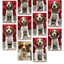 Girl 4 - Orange and white Brittany puppy in Snohomish, Washington from Campbell's Brittanys