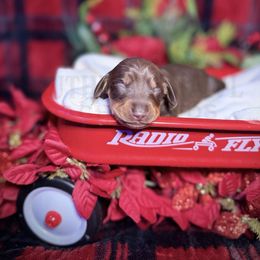 Donner - Chocolate and tan male Dachshund puppy in Colbert, Georgia from Southern Drawl Dachshunds