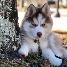 Siberian Huskies from Majestic Siberian Huskies