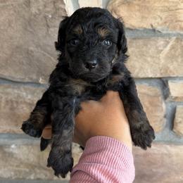 Howie - Brown male Poodle puppy in Lathrop, California from Stellar Poodles