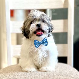 Boy 1 - Sable and white male Shih Tzu puppy in Seguin, Texas from Dolled Up Shih Tzus
