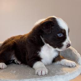 Trooper AKC - Red tri-color male Australian Shepherd puppy in Polk City, Florida from Skaky Shepherds