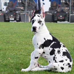 Great Dane Puppies from Dunn Right Ranch