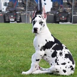 Great Dane Puppies from Dunn Right Ranch