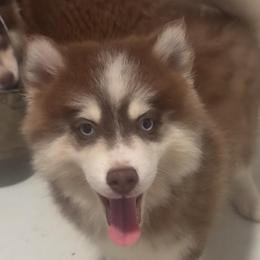 Cooper - Chocolate male Pomsky puppy in Spring Hill, Florida from PDQ Pomskies