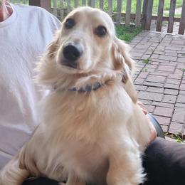 Frank - Dachshund