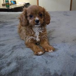 Winnie - Red female Cavapoo puppy in Copan, Oklahoma from Tatums cavapoos