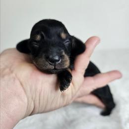 Black and tan female (2673.80) - Black and tan female Dachshund puppy in Belle Rive, Illinois from Akin's Miniature Dachshunds, LLC