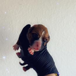 Dark pink - Fawn female Boxer puppy in Denver, Colorado from Yuni’s AKC Boxers