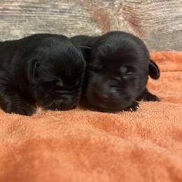 1st Pick of Black Female Pups - Black female Labrador Retriever puppy in Freeport, Illinois from Rock Hollow Retrievers