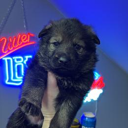 Deja - Sable female German Shepherd puppy in Knowlton Township, New Jersey from Augenblick Kennels