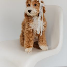 Wednesday - Goldendoodle