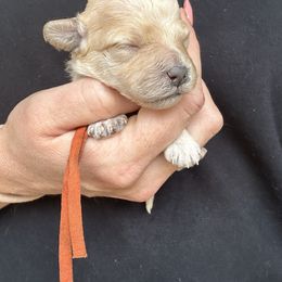 Orange Collar - Red male Havapoo puppy in Powder Springs, Georgia from West Cobb Dogs