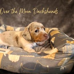 Molly - Dapple female Dachshund puppy in Corona, Ca Hemet, Ca, California from Over The Moon Dachshunds and Doodles