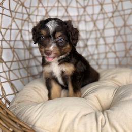 Linguine - male Australian Mountain Doodle puppy in Sweetwater, Florida from Sandy Snout Doodles