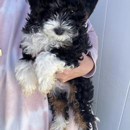 Marley - Tri-color male Bernedoodle puppy in Auburndale, Florida from Florida Mini Bernedoodles