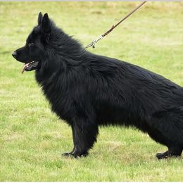 German Shepherd puppies from OakSong German Shepherd Dogs