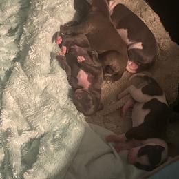 Italian Greyhound Puppies from Fisher Link
