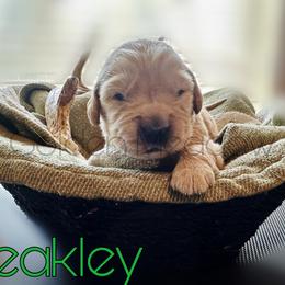 Pleakley - Golden male Golden Retriever puppy in Florida from Golden Meadow