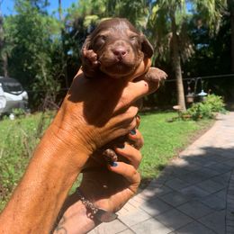 Lightning - Chocolate and tan male Dachshund puppy in Florida from Lazy Acres Farm