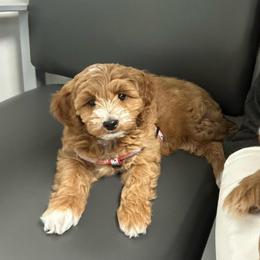 Bleu - Red  female Goldendoodle puppy in Florence, South Carolina from Candy Doodles