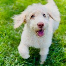 Suzuki 'Suki' - Cream female Goldendoodle puppy in Dayton, Ohio from Perks Court Doodles
