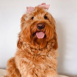 Remi - Goldendoodle