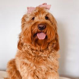 Remi - Goldendoodle