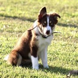 Border Collie Puppies from Bridges Border Collies
