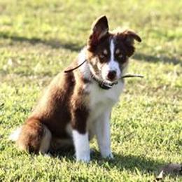 Border Collie Puppies from Bridges Border Collies