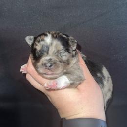 Chase - Blue merle male Miniature Australian Shepherd puppy in Liberty, Mississippi from Liberty Oaks Aussies and Dachshunds