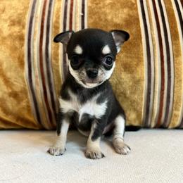 Pippa - Black and tan female Chihuahua puppy in Husser, Louisiana from Kristen