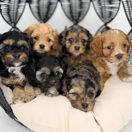 Cavapoo puppies from Mc Doodles of Texas LLC