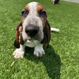 Basset Hound Puppies from TopCrop Bassets