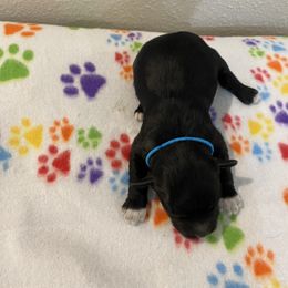 Charlie - Black male Havapoo puppy in Brookings, South Dakota from Hofer Pups