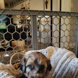 Aussiedoodle Puppies from Ocala Doodle Ranch