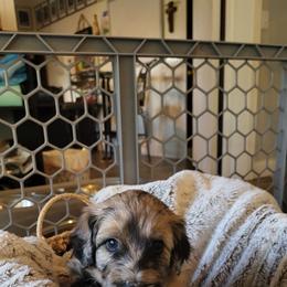 Aussiedoodle Puppies from Ocala Doodle Ranch