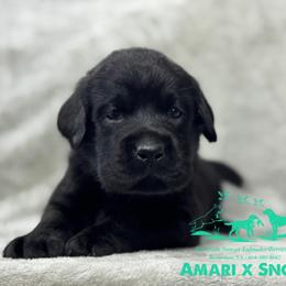 Teal - Black male Labrador Retriever puppy in Beaverdam, Virginia from Riverside Sunset Labrador Retrievers