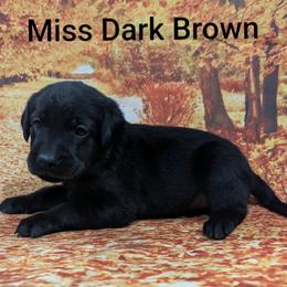 Miss Dark Brown - Black female Labrador Retriever puppy in Lebanon, Pennsylvania from Robertson's Retrievers and Doodles