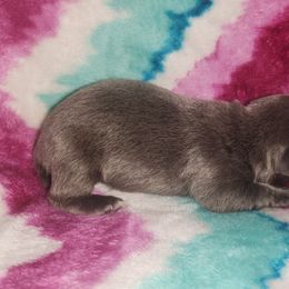 Boy 1 - male Teddy Roosevelt Terrier puppy in Mississippi from LoupGarou Terriers