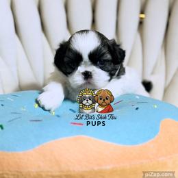 Milo - Sable and white male Shih Tzu puppy in Walkertown, North Carolina from Lil’ Bit’s Shih Tzu