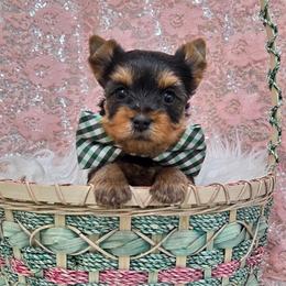 CoCo - Blue and gold male Yorkshire Terrier puppy in Monticello, Iowa from Ashley’s Puppies