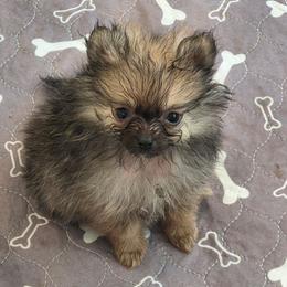 Charlie 760-960-2619 - Cream sable male Pomeranian puppy in El Centro, California from BabyBooPoms
