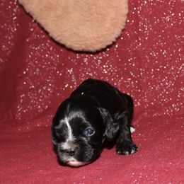 Munchkin - Black male Cocker Spaniel puppy in Hickory, North Carolina from Home Grown Cocker Spaniels