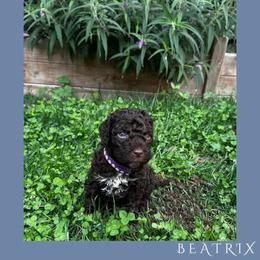 Girl 1 - Brown female Lagotto Romagnolo puppy in Salida, California from Harper's Lagotti