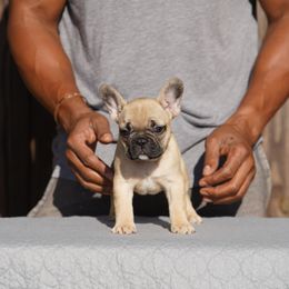 Girl 3 - French Bulldog puppy from Lake View Kennels