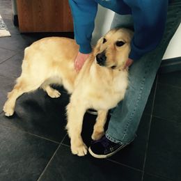 Golden Retriever All Grown Up from Rainbow Goldens