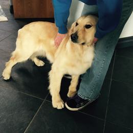 Golden Retriever All Grown Up from Rainbow Goldens