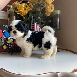 Girl 2 Luna - Black and white female Shih Tzu puppy in Troy, Michigan from "Shihtzu Best Friend"